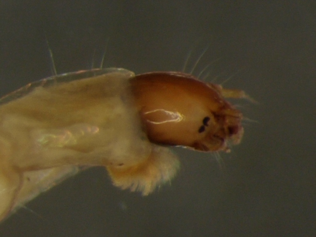 Chironomus sp.